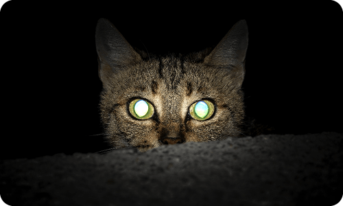 Katzenaugen